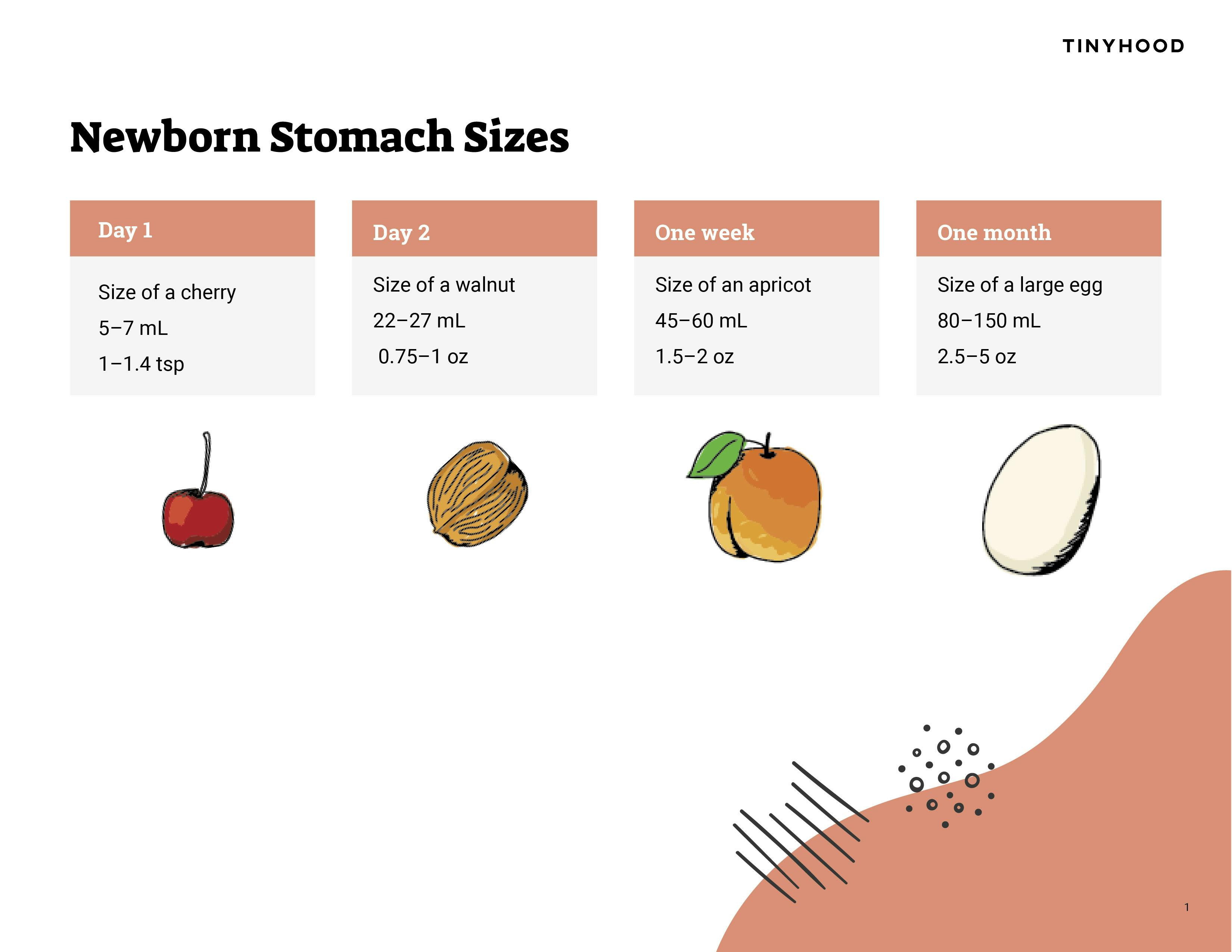 Preview image of Handout: Newborn Stomach Sizes